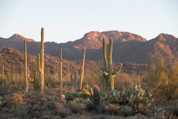 Tucson, AZ